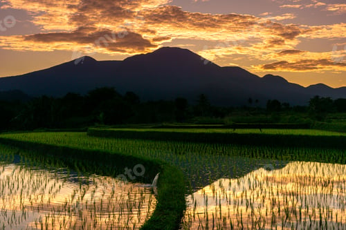 Preview: Beautiful morning view indonesia Panorama Landscape paddy fields