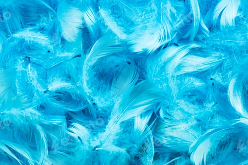 Preview: Full frame bird feather background