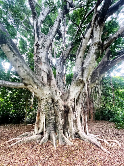 Preview: Ficus tree