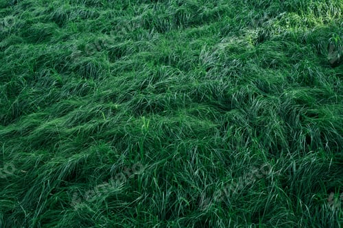 Preview: Texture of green grass