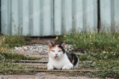 Preview: A funny tricolor cat is resting on a path in the grass. A wary, attentive look.