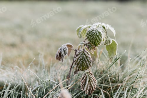 Preview: Frost delicately coats green leaves in a serene field, capturing the tranquil beauty