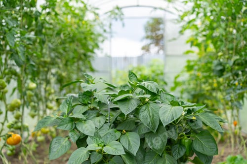 Preview: Greenhouse with seedlings of tomatoes, peppers