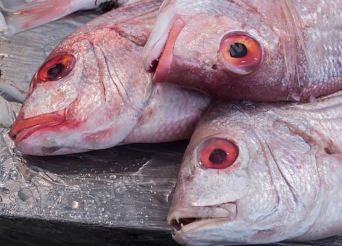 Preview: Freshly caught fish at the fish market in Cadiz, Andalucia, Spain