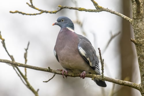 Preview: Wood pigeon perched on branch