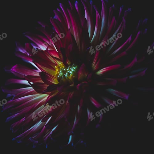 Preview: Colorful dahlia flower