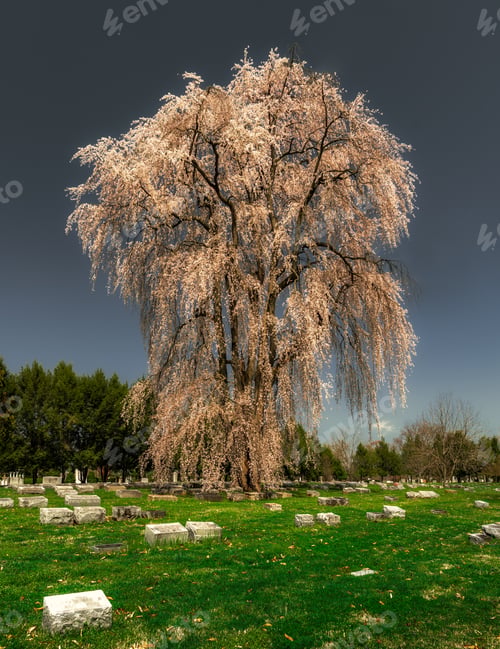 Preview: Vertical shot of a flowering tree in the spring in the Cave Hill Cemetery