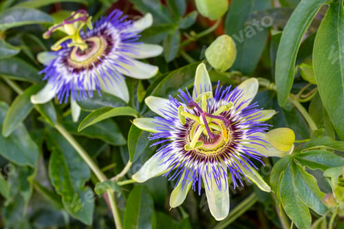 Preview: Passion Flower (Passiflora caerulea) leaf in tropical garden.