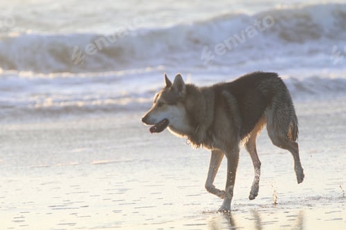 Preview: Wolfdog walking on the shore