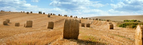 Preview: hay bales on the hills of a straw field after harvest, panoramic view