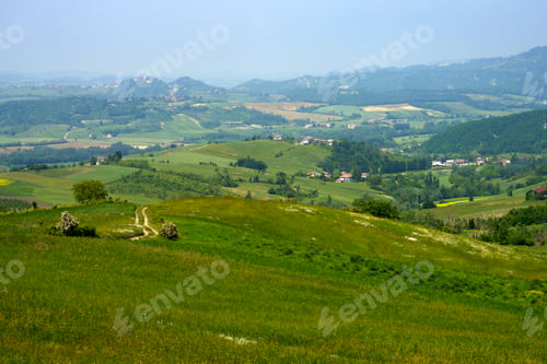 Preview: Vineyards at May in Piedmont, near Brignano and Serra del Monte