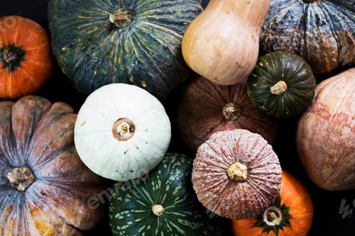 Preview: Aerial view of diverse fresh pumpkins