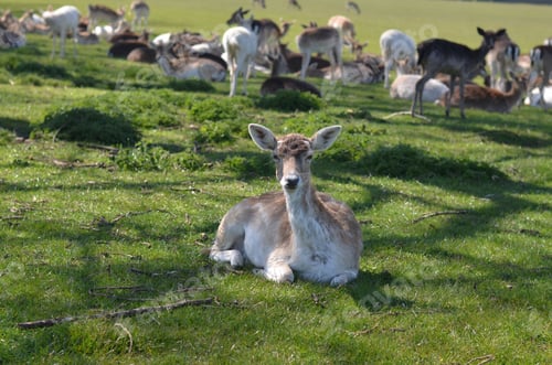 Preview: Group of white-tailed deer congregating in a lush grassy meadow in a large open field
