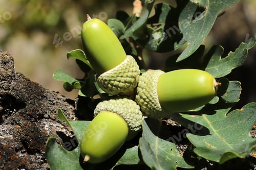 Preview: Fresh and young acorn on the tree