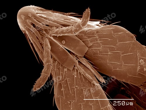 Preview: Head and mouth parts of flea, Siphonaptera SEM