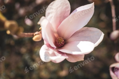 Preview: Pink magnolia flower