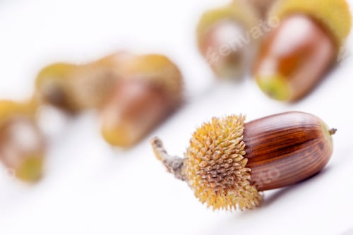 Preview: The acorn or Kermes oak, Quercus coccifera