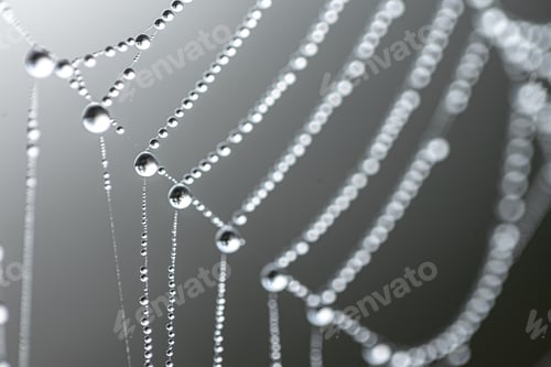 Preview: Macro shot of a drop of morning dew on a spider web.