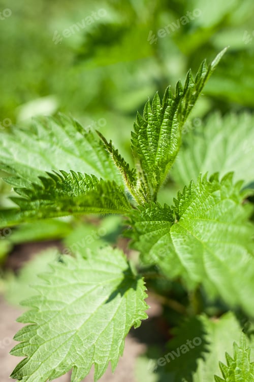 Preview: Background Plant nettle grows in the ground
