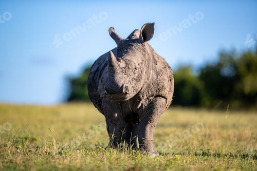 Preview: A White rhinoceros,Ceratotherium simum, grazes on short grass and looks up