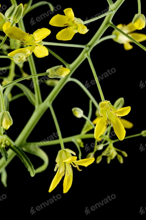 Preview: Flowering cabbage, yellow flowers of cabbage, isolated on black background