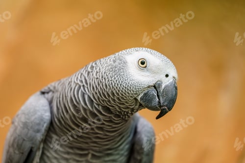 Preview: Close-up portrait of an African Grey Parrot isolated on a solid color background