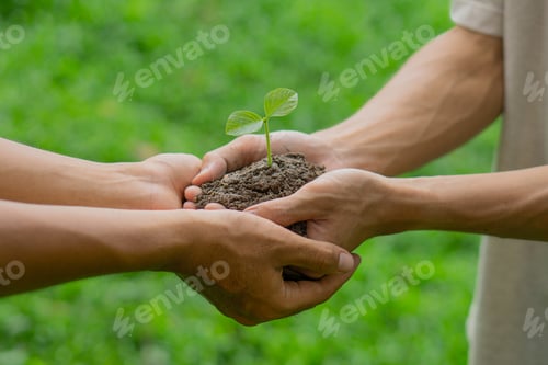 Preview: Group of man hands cupping young plant. Nurture grow Environmental and reduce global warming.
