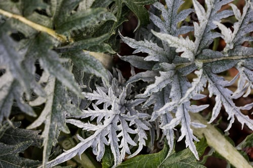 Preview: Artichoke thistle leaves - Latin name - Cynara cardunculus