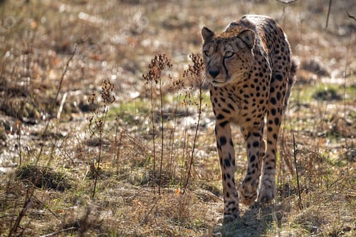 Preview: Cheetah in a clearing