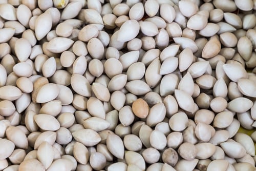 Preview: Heaps of fresh ginkgo nuts with shell