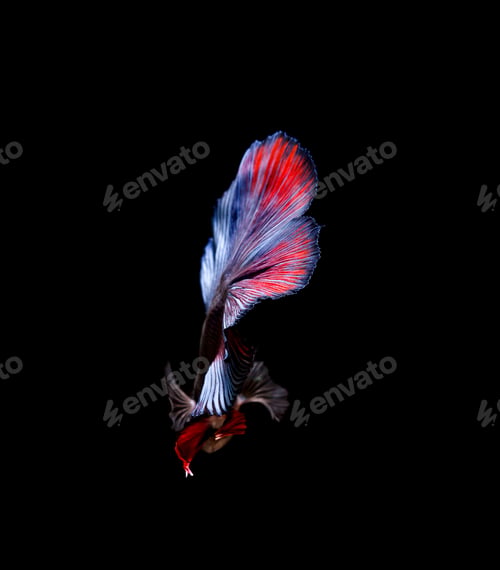 Preview: Betta fish, siamese fighting fish, betta splendens isolated on black background
