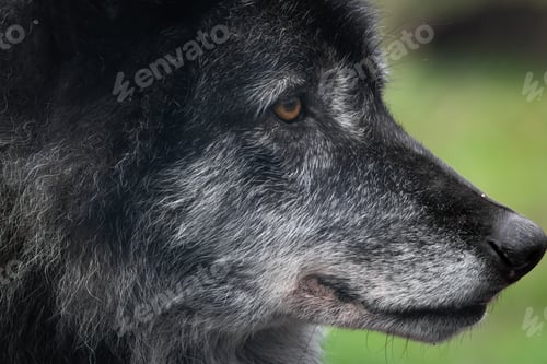 Preview: a close up view of a black and white dog's face