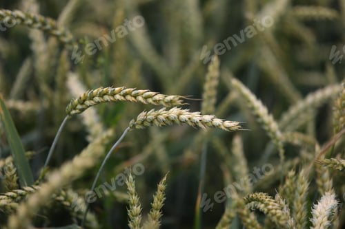 Preview: Background from green ears of wheat field