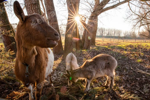 Preview: Cheerful goat looking at the distance with curiosity, shot during sunset