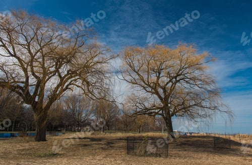 Preview: Tree In A Park