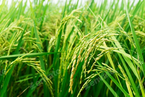 Preview: Close up of paddy rice field