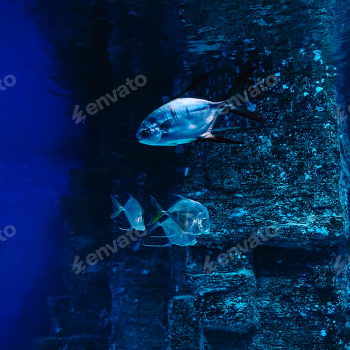 Preview: Fish swim in the oceanarium.
