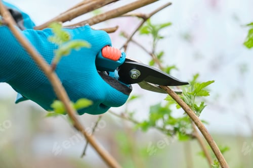 Preview: Closeup of hands doing spring pruning of raspberry bushes, gardener in gloves with garden pruner.