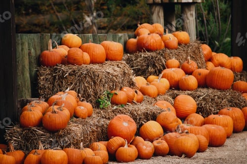 Preview: pumpkin