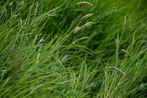 Preview: Fresh Green Grass Texture After Rain