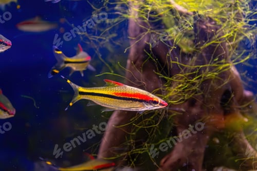 Preview: Melanotaenia Australis, Rainbowfish Swimming In Aquarium Pool With Green Seaweed