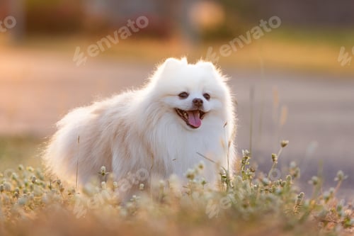 Preview: Happy Fluffy Pomeranian Dog Enjoying the Outdoors in a Sunny Field