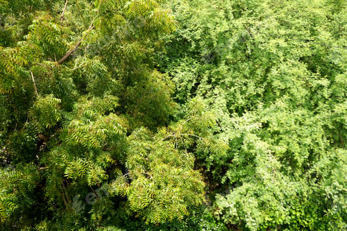 Preview: Azadirachta indica - A branch of neem tree leaves. Natural Medicine.