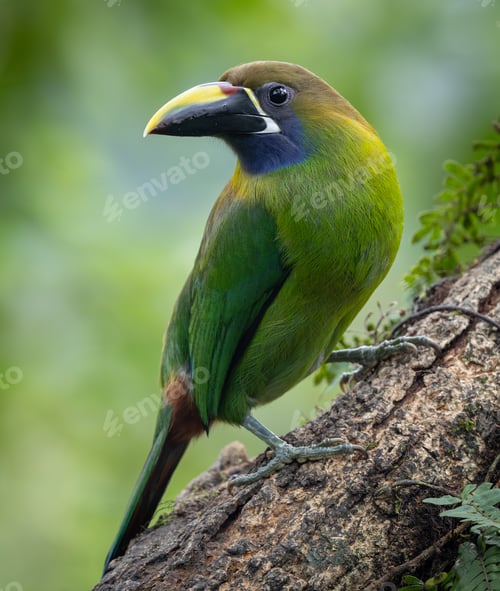 Preview: Blue-throated Toucanet (Aulacorhynchus caeruleogularis) Perched on a Branch in the Rainforest
