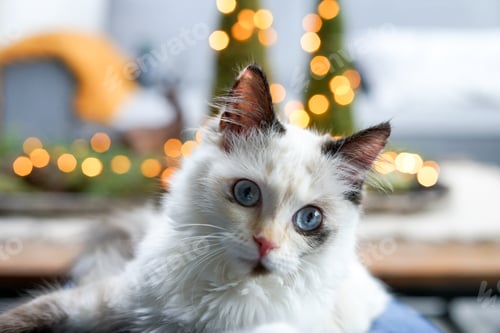 Preview: Rag doll kitty with blue eyes looking at the camera , bokeh Christmas lights on the background