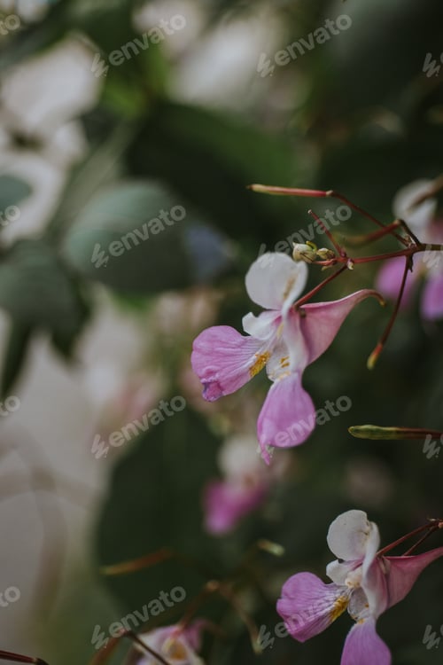Preview: Vertical selective shot of fragile garden flowers