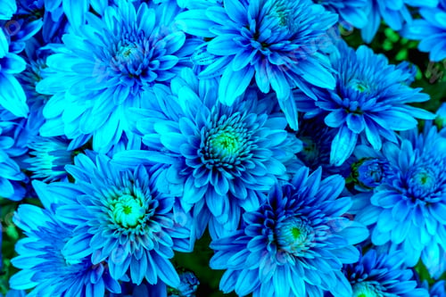 Preview: Blooming Mums or Chrysanthemums in blue, abstract color