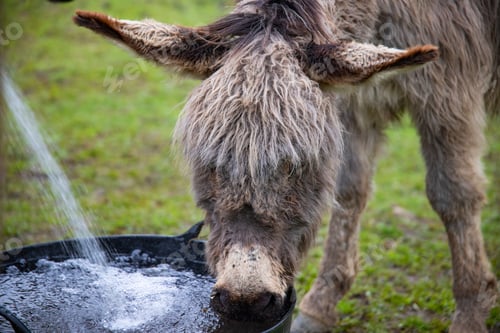 Preview: Donkey in country yard. drinking water