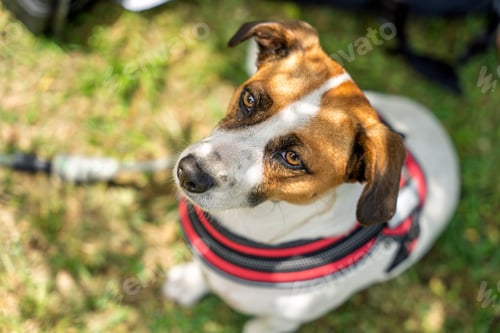 Preview: Lovely dog wearing harness sitting on grass in park