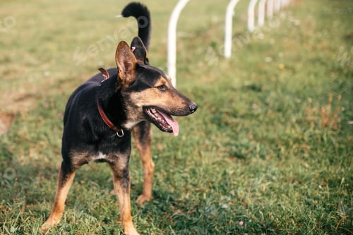 Preview: Adorable dog with sweet emotions